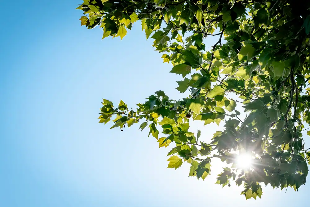 Bijna 30 graden: september neemt afscheid met zomerse temperaturen