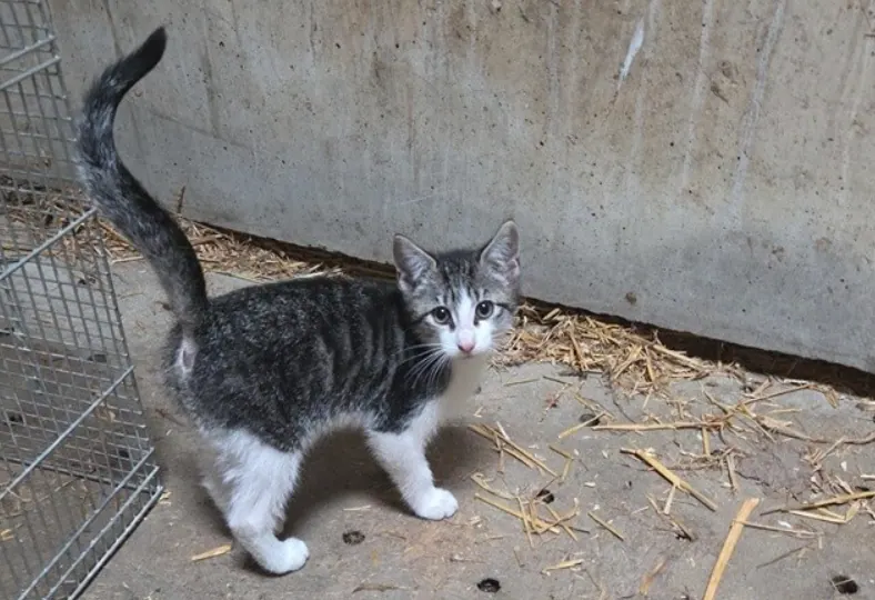 Kittens achtergelaten in vogelkooi met bordje ‘gratis’